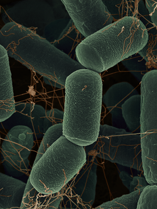 species of archaebacteria